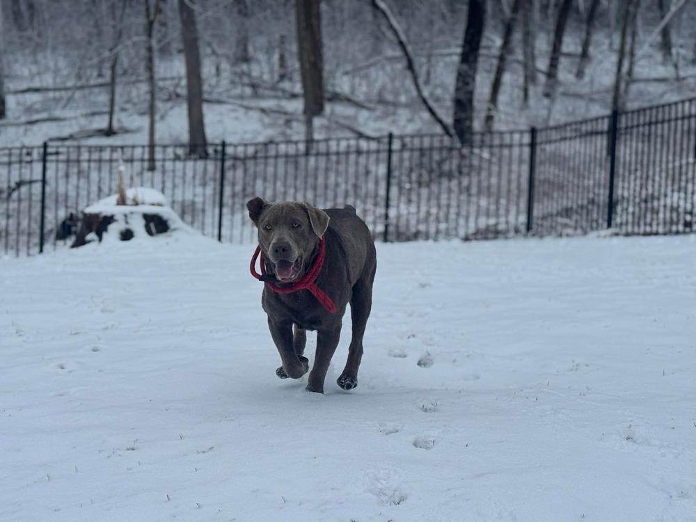 Enlarge Hondo, a Adoptable Labrador Retriever in Madison, WI image 3/6