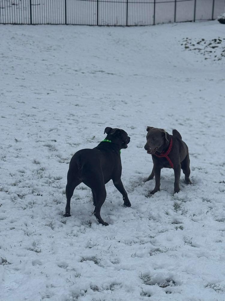 Enlarge Hondo, a Adoptable Labrador Retriever in Madison, WI image 4/6