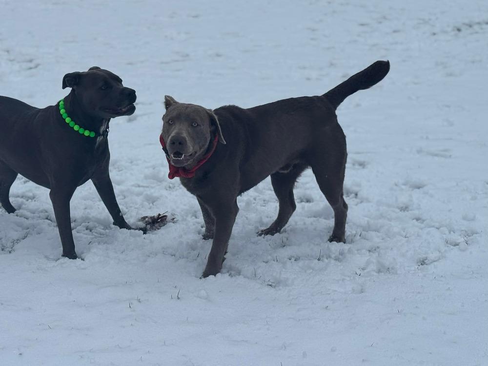 Enlarge Hondo, a Adoptable Labrador Retriever in Madison, WI image 6/6