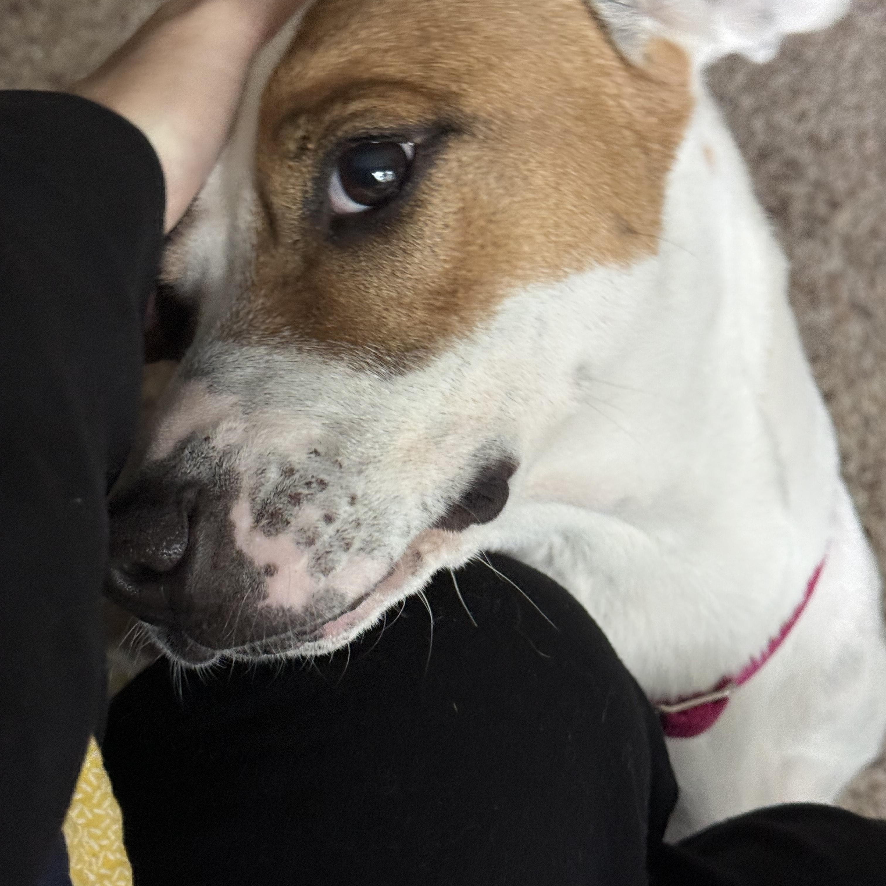 Macy (previously Bean), Adult Female English Pointer