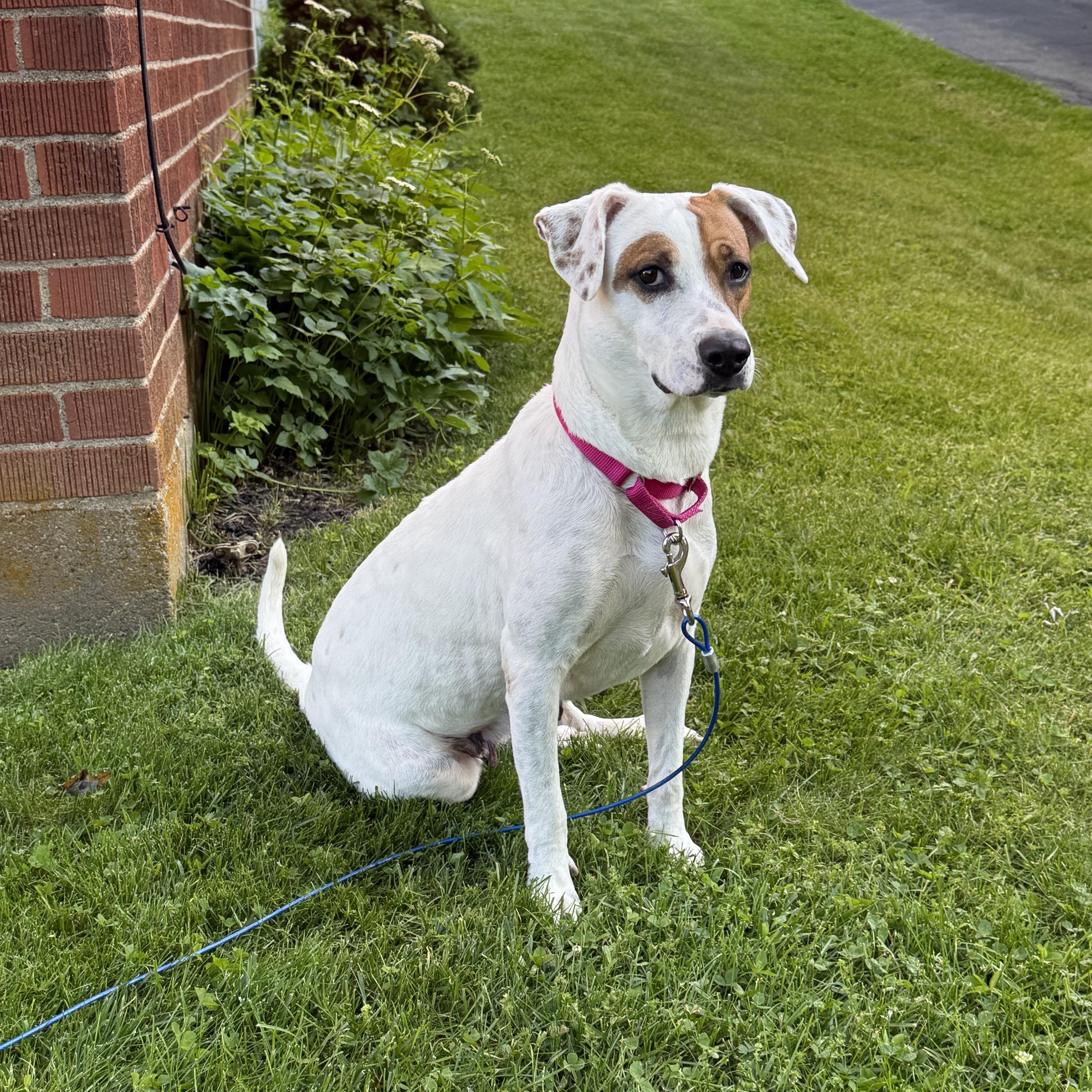 Macy (previously Bean) photo 5