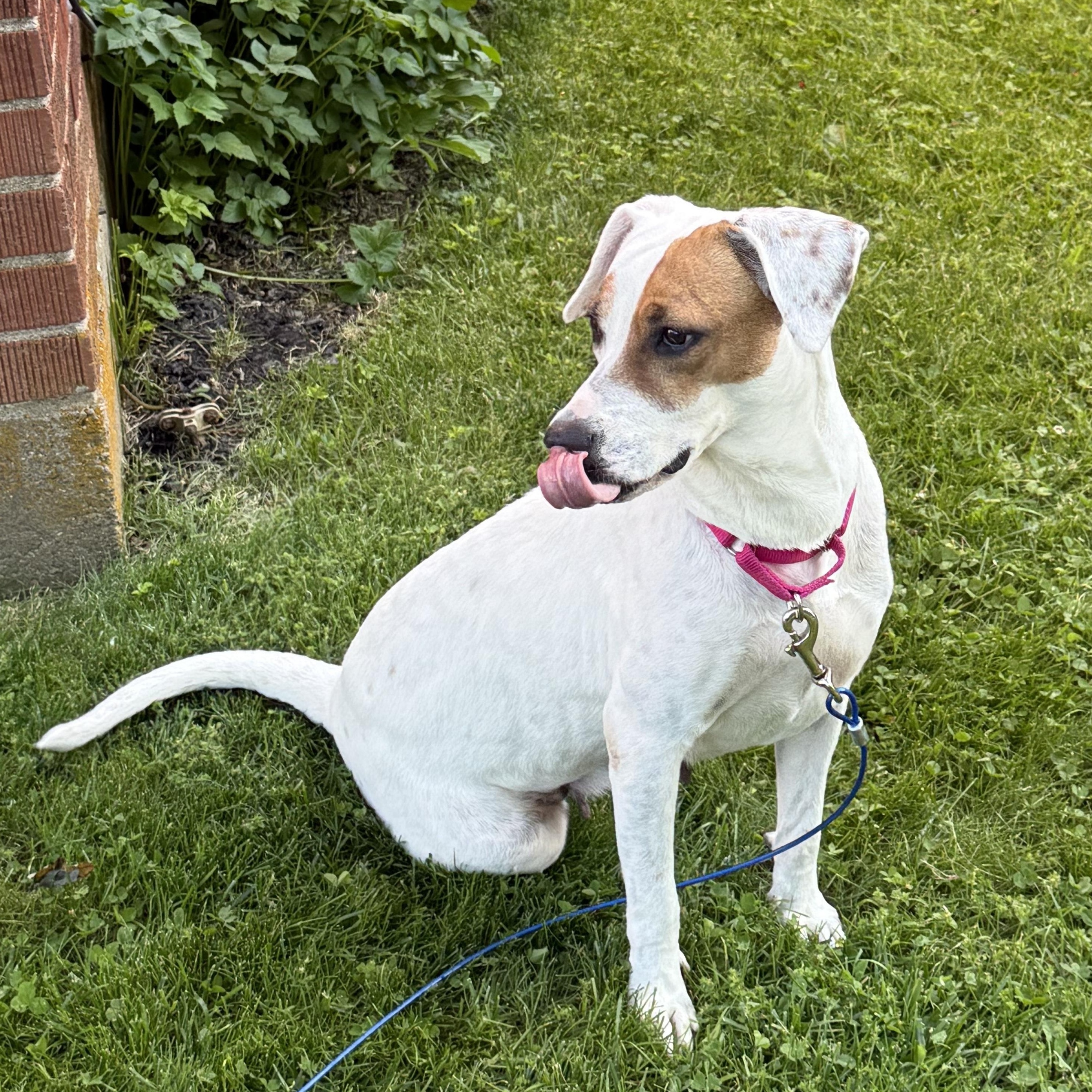 Macy (previously Bean) photo 2