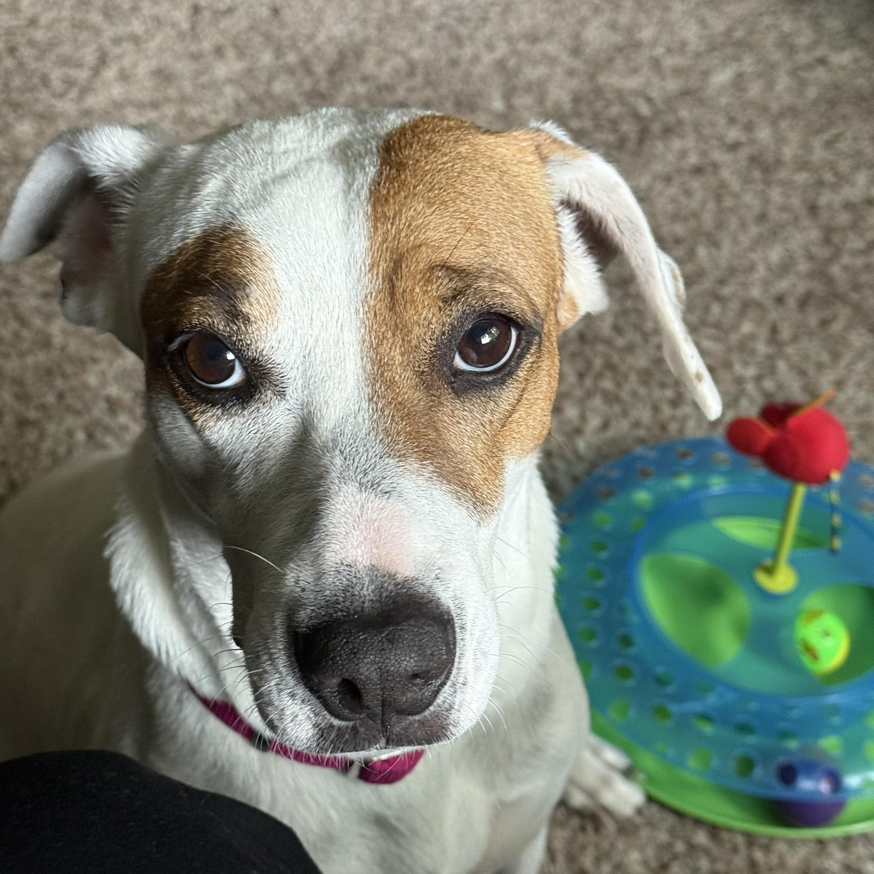 Macy (previously Bean) photo 4