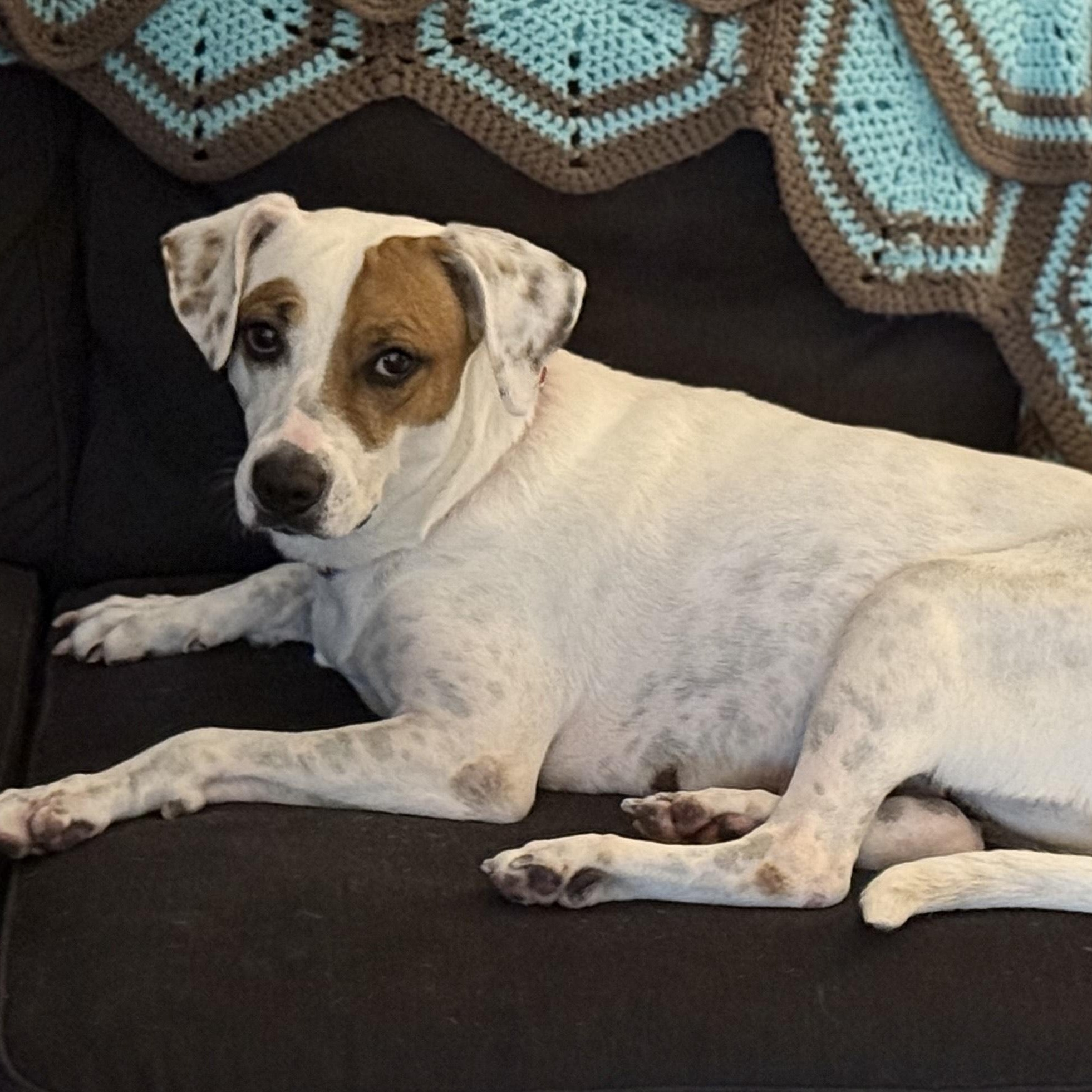 Macy (previously Bean) photo 3