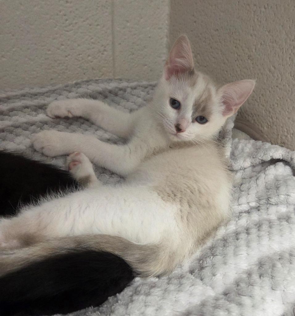 Enlarge Eva, a Adoptable mixed breed in Muskegon, MI image 1/2