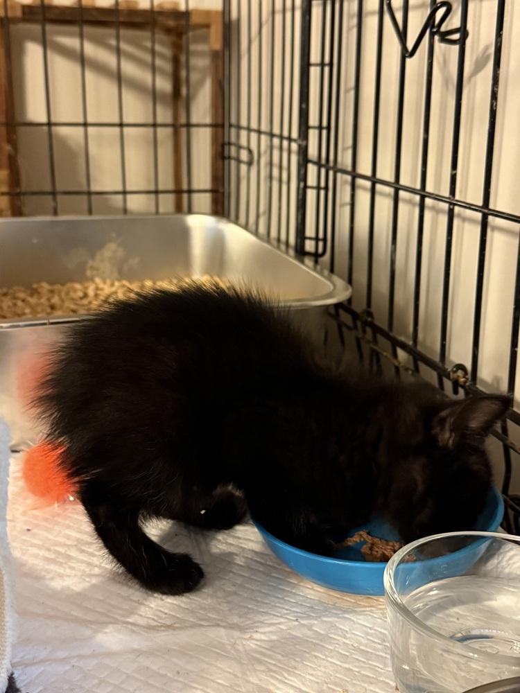 Shorty, a Adoptable mixed breed in Monroe, NC image 3/6