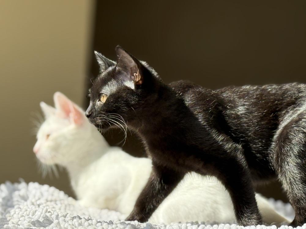 Shorty, Adoptable, Kitten Female Manx.