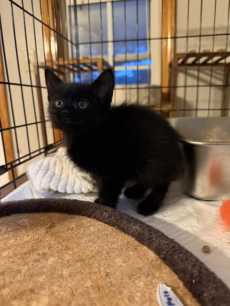 Shorty, a Adoptable mixed breed in Monroe, NC image 6/6