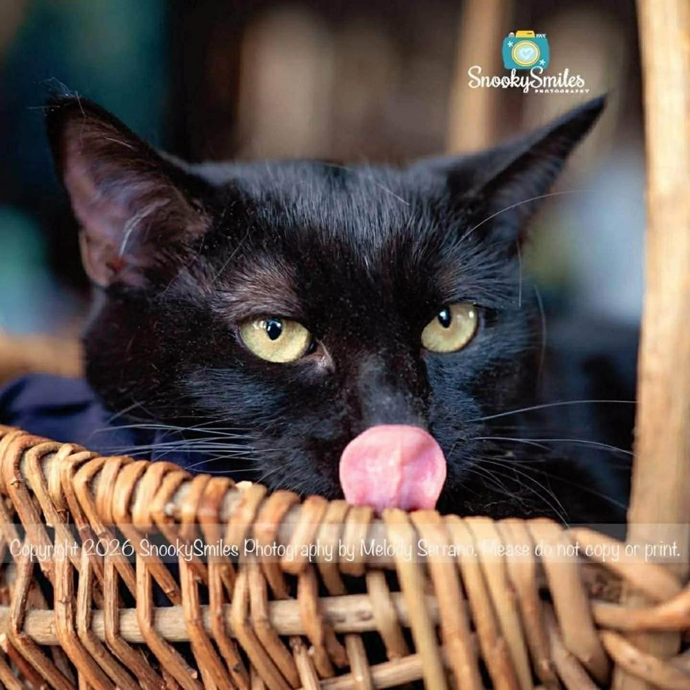 Shorty, a Adoptable mixed breed in Monroe, NC image 1/6