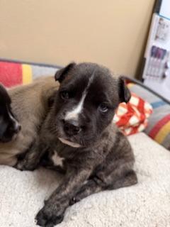 Theodore, Adopted, Puppy Male Shepherd & Mixed Breed.