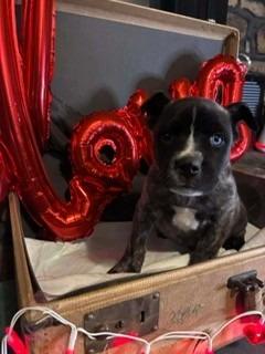 Enlarge Theodore, a Adopted mixed breed in Sherwood, AR image 4/5