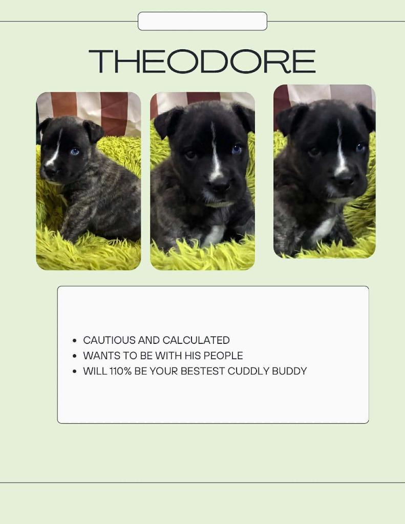 Enlarge Theodore, a Adopted mixed breed in Sherwood, AR image 5/5