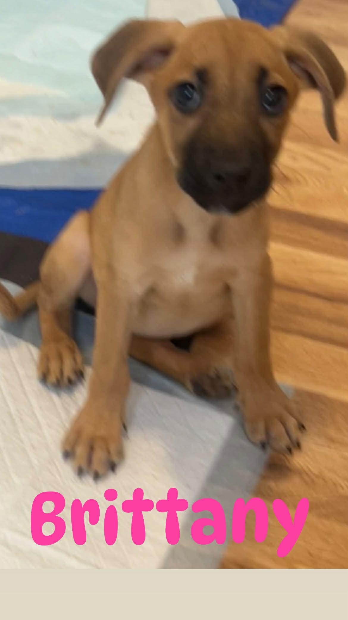 Enlarge Brittany, a ADOPTABLE mixed breed in Colorado Springs, CO image 2/2