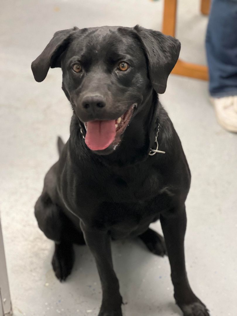 Enlarge Grace, an adoptable mixed breed in Maryville, MO image 1/5