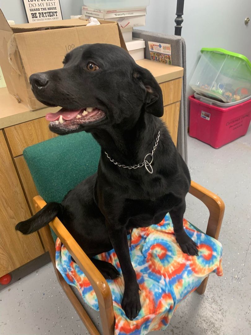 Enlarge Grace, an adoptable mixed breed in Maryville, MO image 4/5