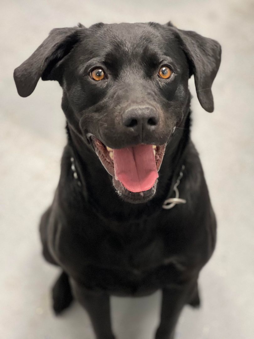 Enlarge Grace, an adoptable mixed breed in Maryville, MO image 5/5