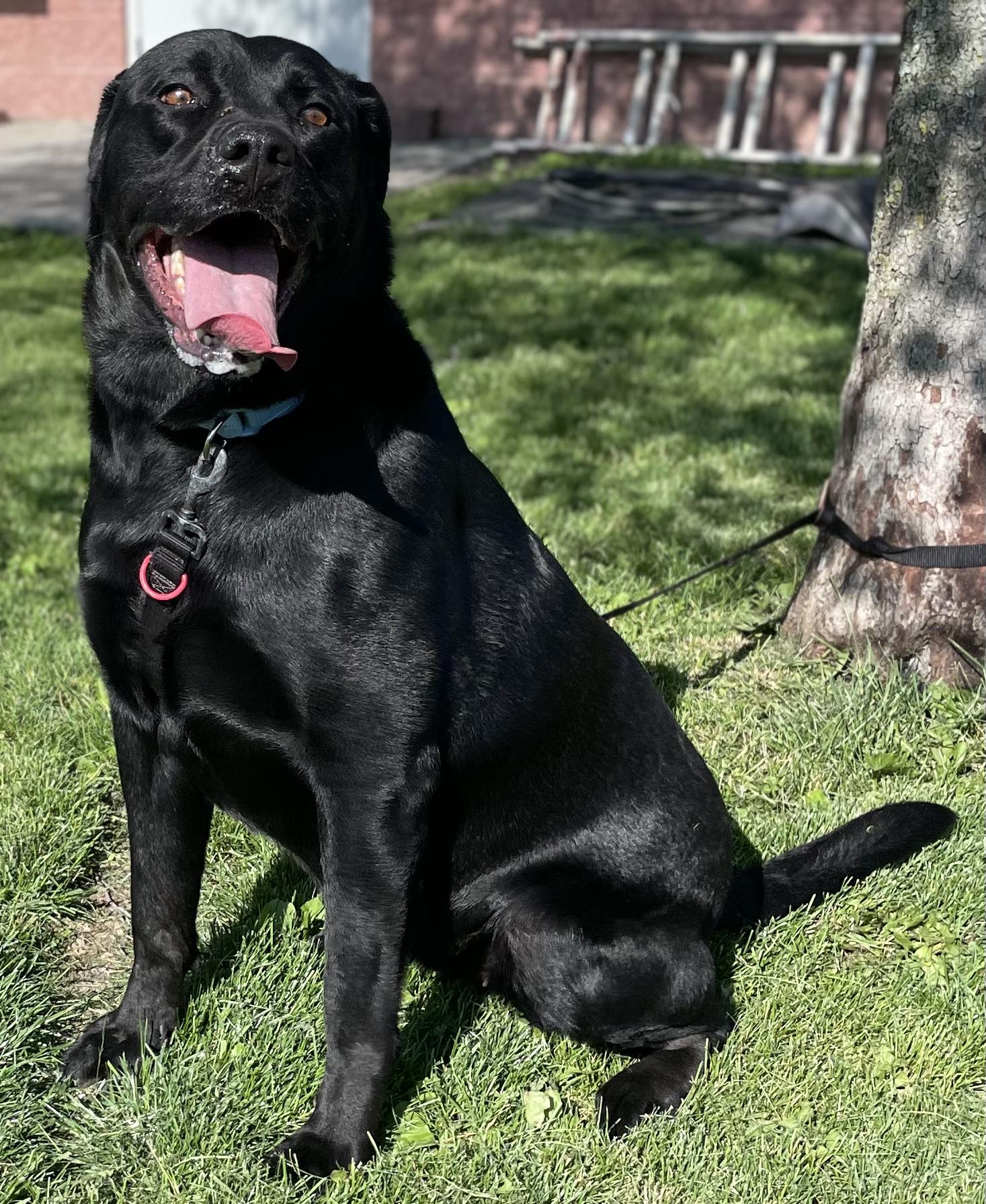 Enlarge Grace, an adoptable mixed breed in Maryville, MO image 3/5