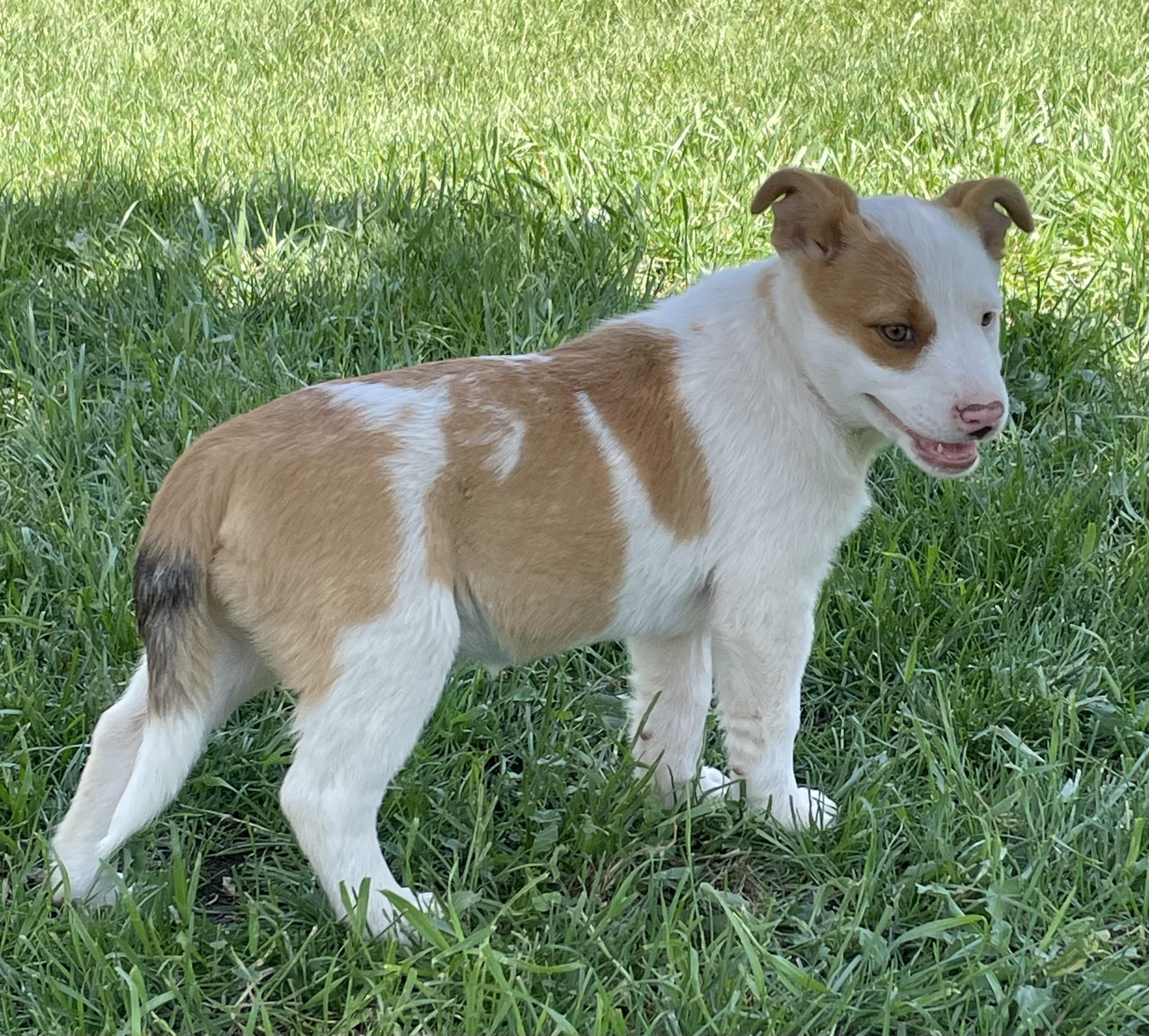 Pnutbutter, Baby Female Border Collie