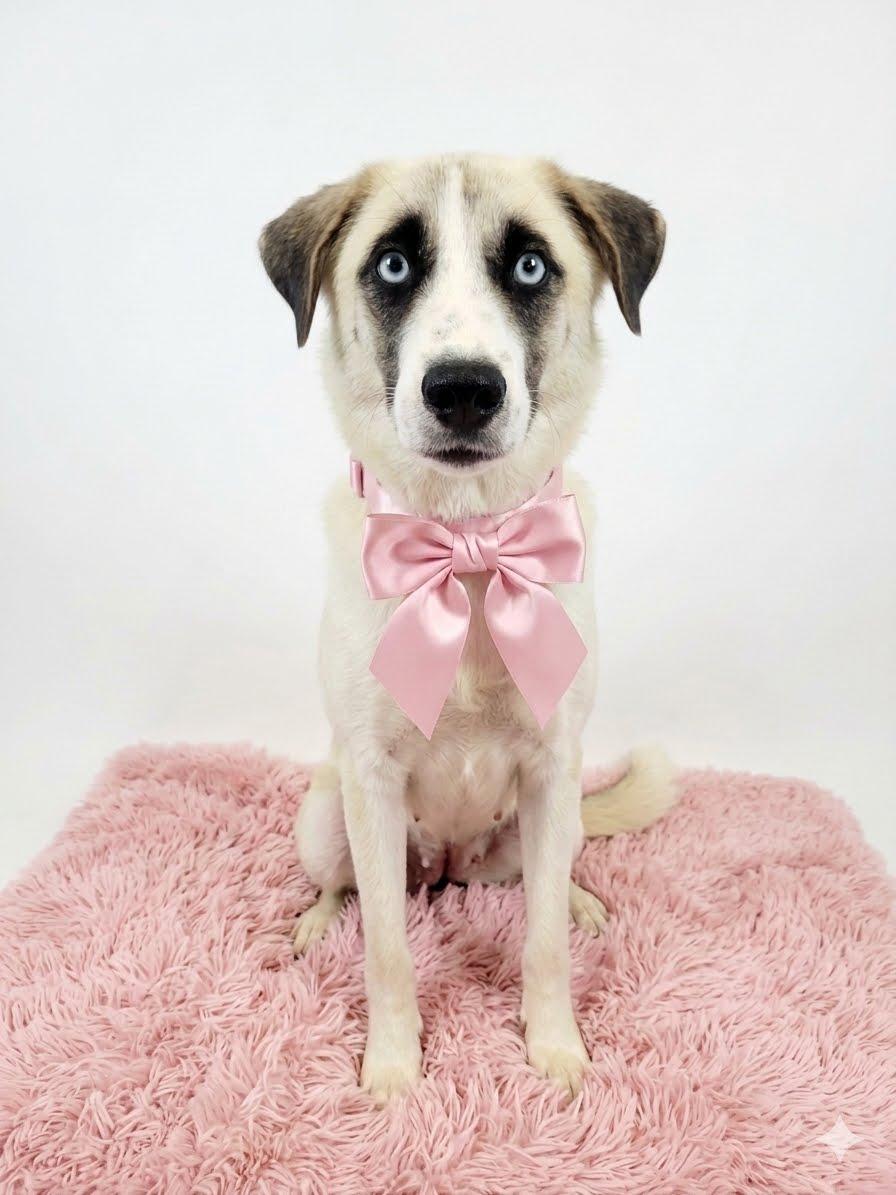 Maia, Adoptable, Young Female Golden Retriever & Labrador Retriever.