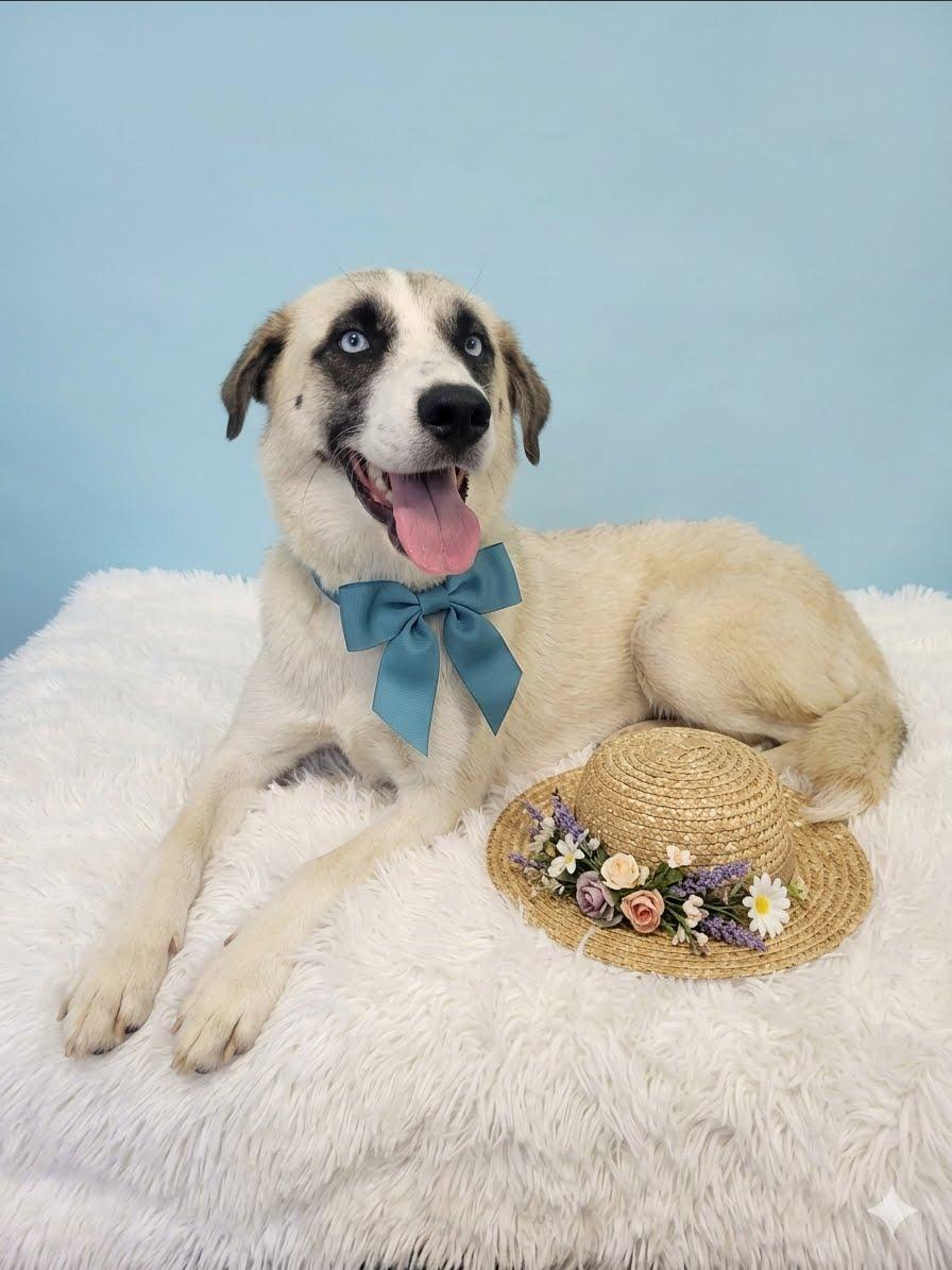Maia, a Adoptable mixed breed in Mount Laurel, NJ image 2/2