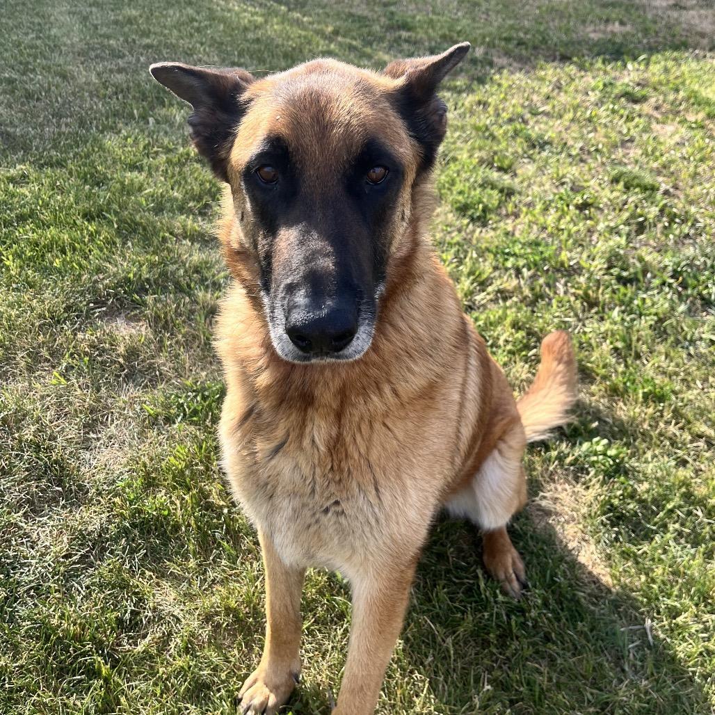 Arlo, Adoptable, Adult Male Shepherd.
