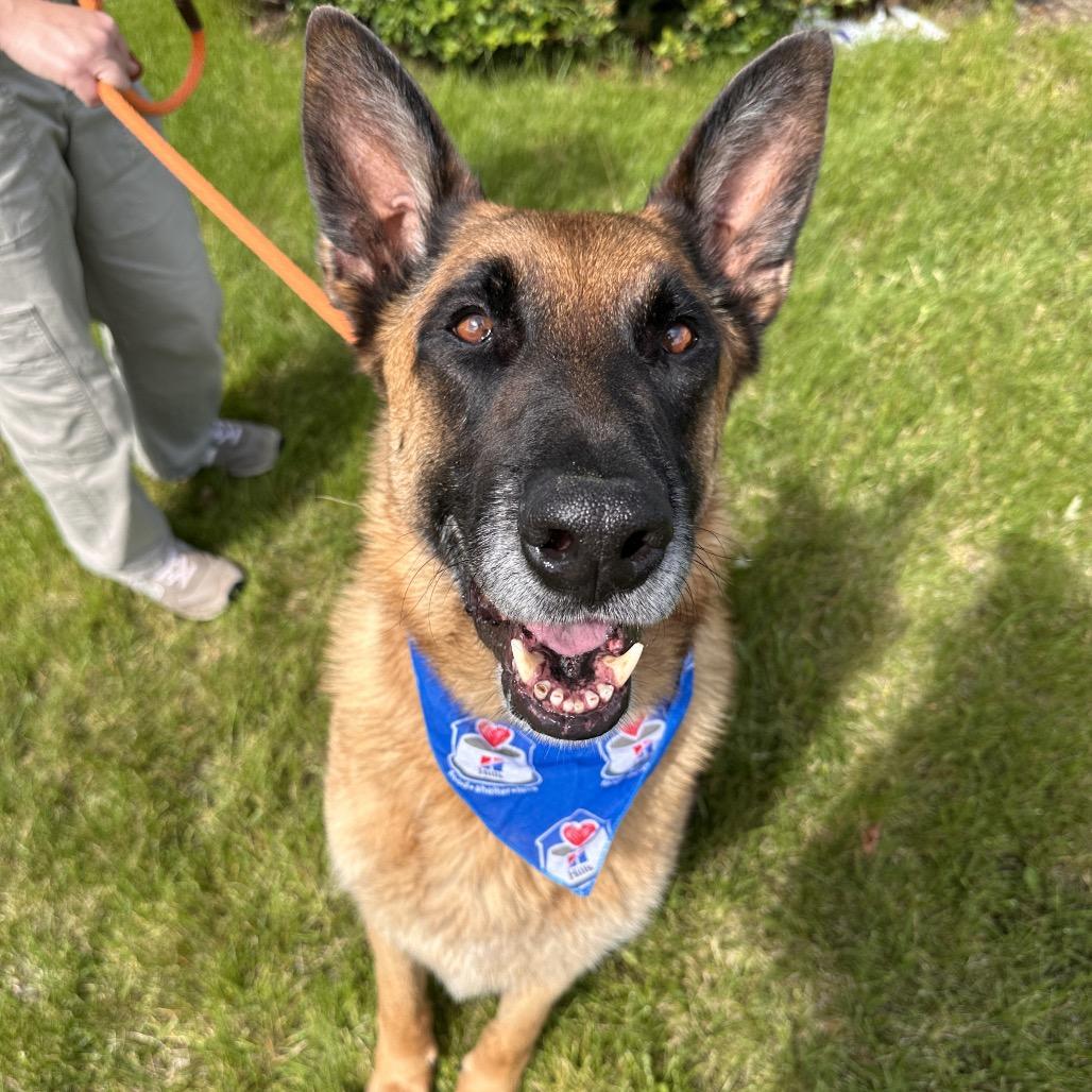Enlarge Arlo, a Adoptable Shepherd in Spokane, WA image 3/6