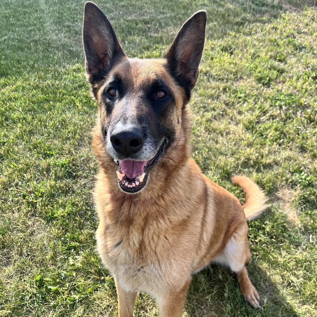 Enlarge Arlo, a Adoptable Shepherd in Spokane, WA image 4/6