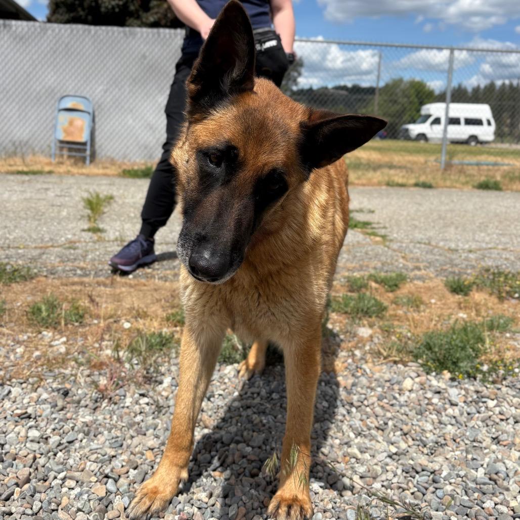 Enlarge Arlo, a Adoptable Shepherd in Spokane, WA image 5/6