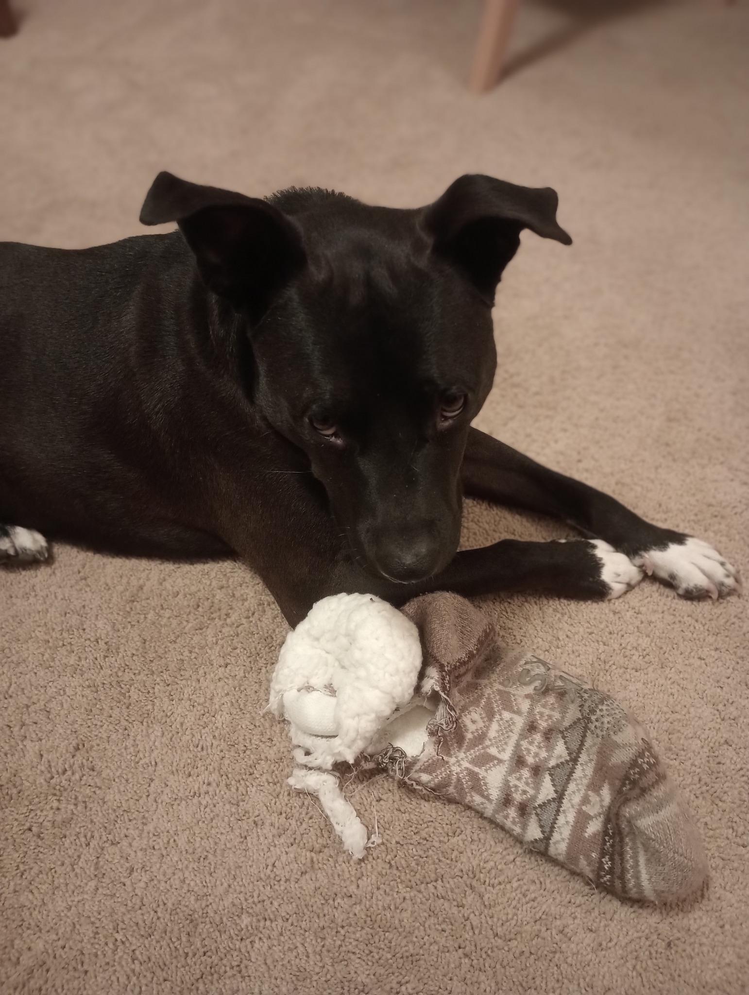 Enlarge Bingo, a ADOPTABLE mixed breed in Long Beach, NY image 2/5