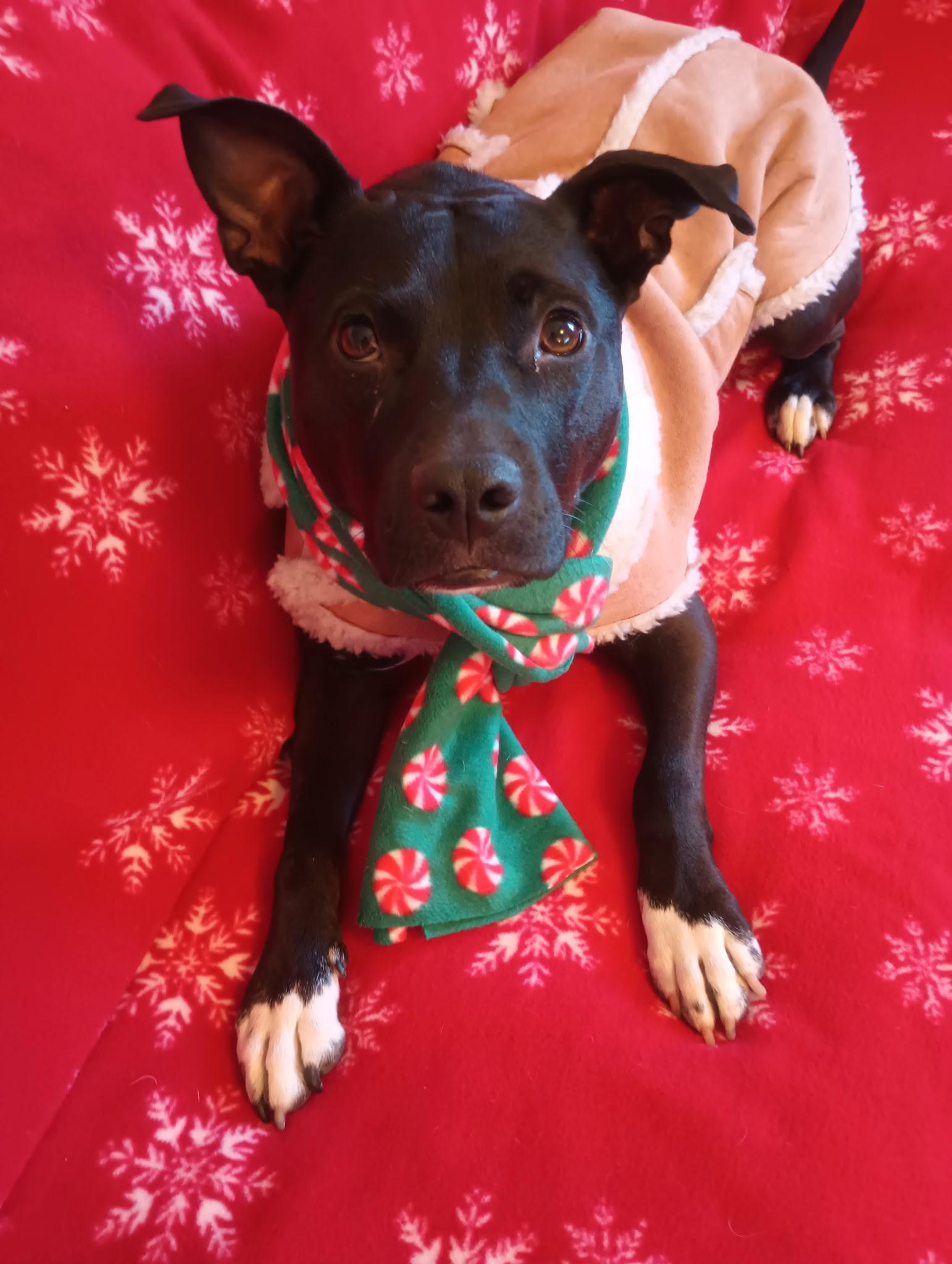 Bingo, ADOPTABLE, Young Male American Staffordshire Terrier.