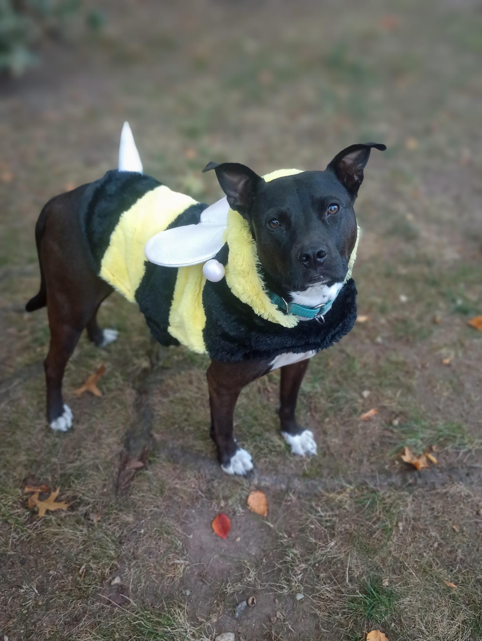 Enlarge Bingo, a ADOPTABLE mixed breed in Long Beach, NY image 3/5