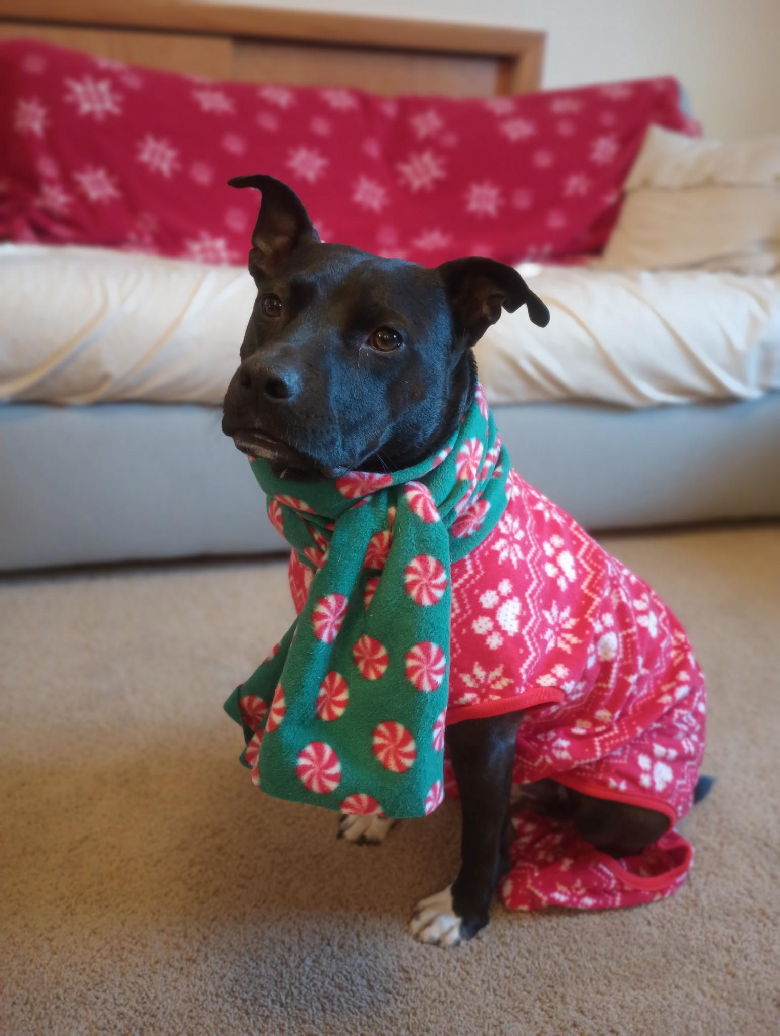 Enlarge Bingo, a ADOPTABLE mixed breed in Long Beach, NY image 4/5