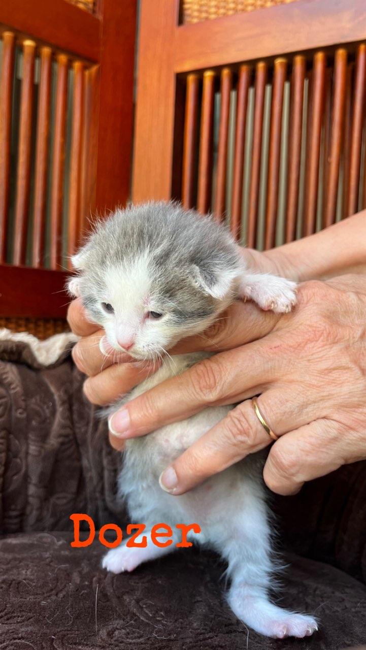 Kittens, Adopted, Kitten Male Domestic Short Hair & American Bobtail.