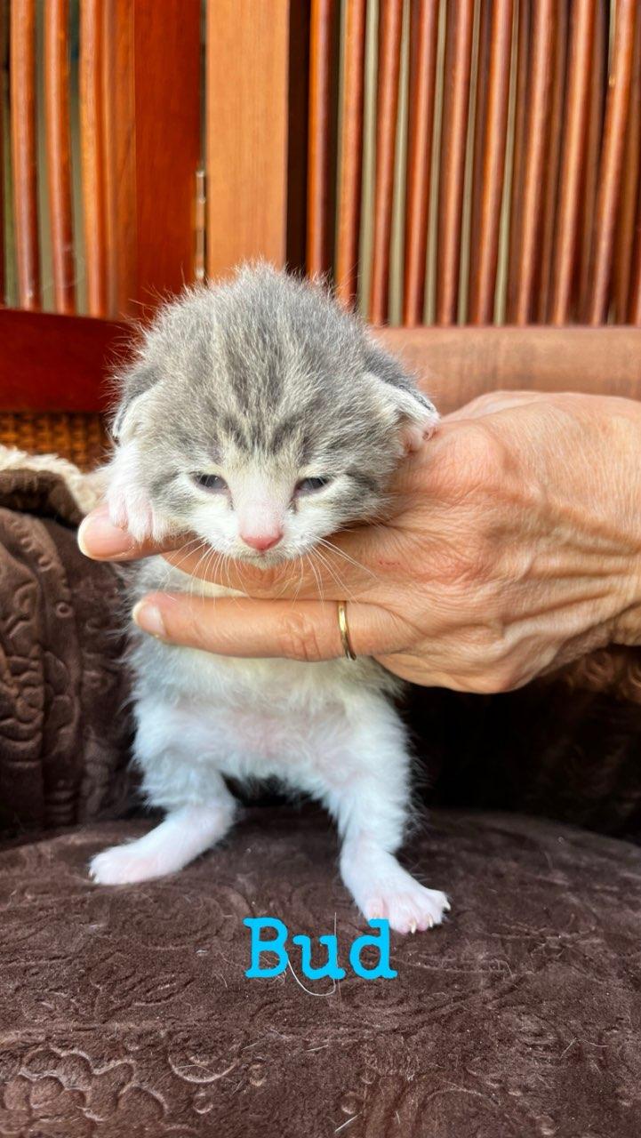 Enlarge Kittens, a Adopted mixed breed in Monroe, TN image 2/5