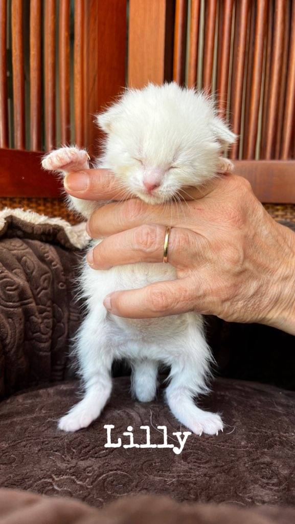 Enlarge Kittens, a Adopted mixed breed in Monroe, TN image 3/5