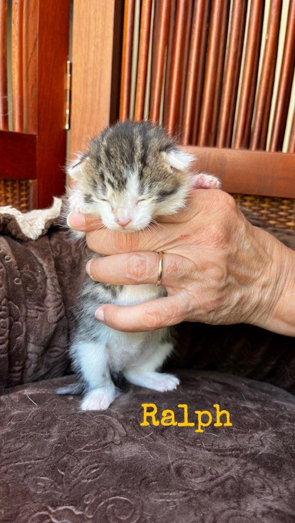 Enlarge Kittens, a Adopted mixed breed in Monroe, TN image 4/5