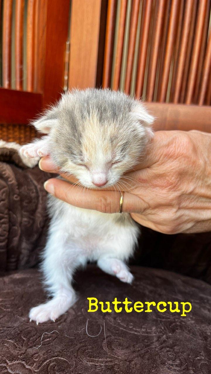 Enlarge Kittens, a Adopted mixed breed in Monroe, TN image 5/5