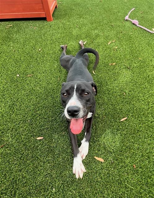 SCOTTY, Adoptable, Young Female Labrador Retriever.