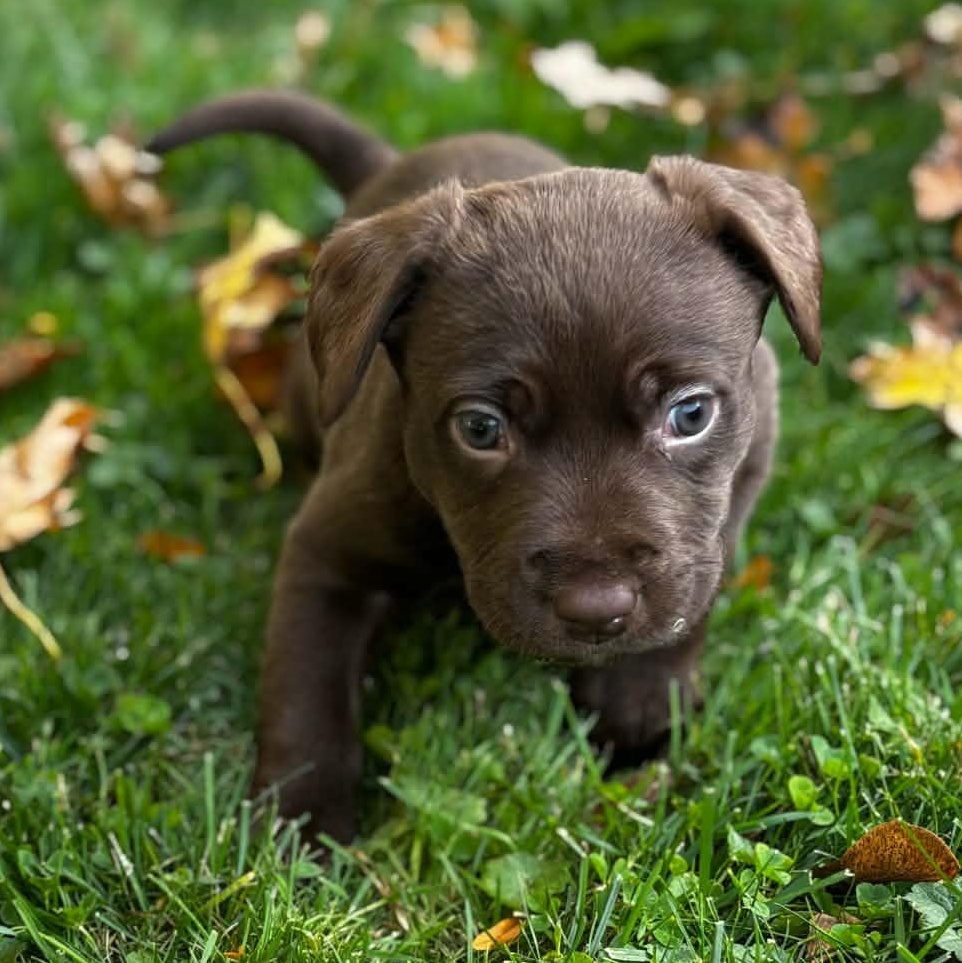 Beluga, Adoptable, Puppy Female Labrador Retriever & American Bulldog.