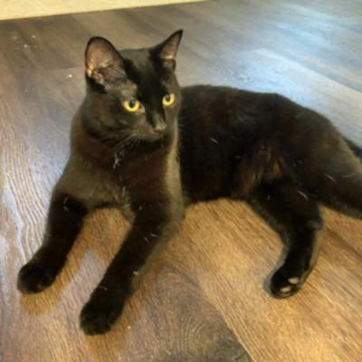 Enlarge Libby, a Adoptable mixed breed in Mississauga, ON image 1/7