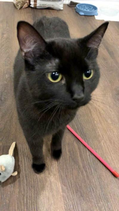 Enlarge Libby, a Adoptable mixed breed in Mississauga, ON image 5/7