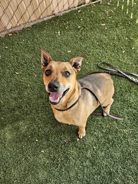 Enlarge Hachu, a Adoptable mixed breed in Escondido, CA image 1/1