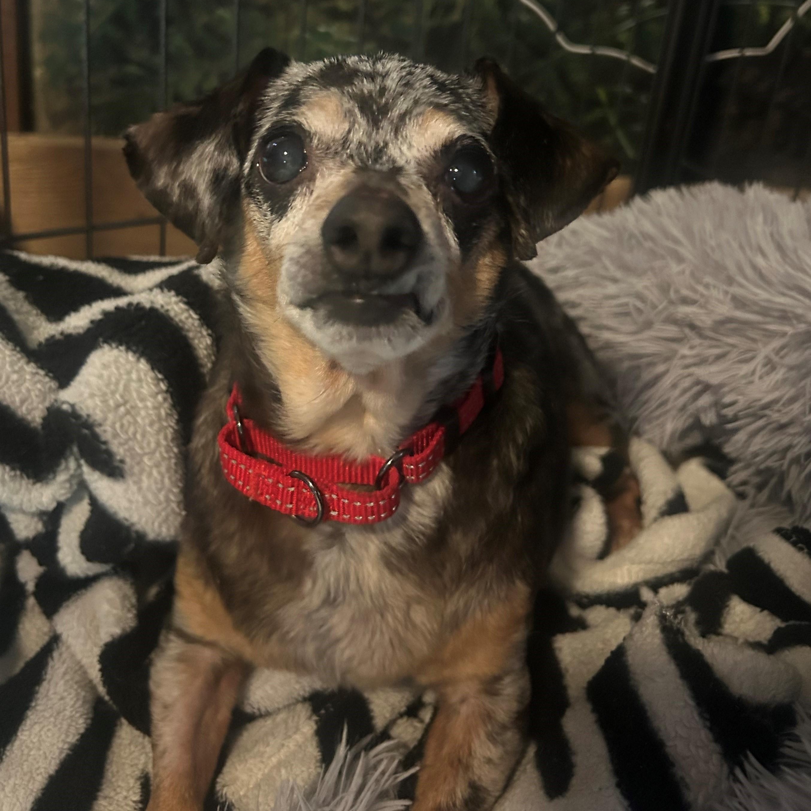 Enlarge Benito , an adopted Dachshund in Quilcene, WA image 5/6