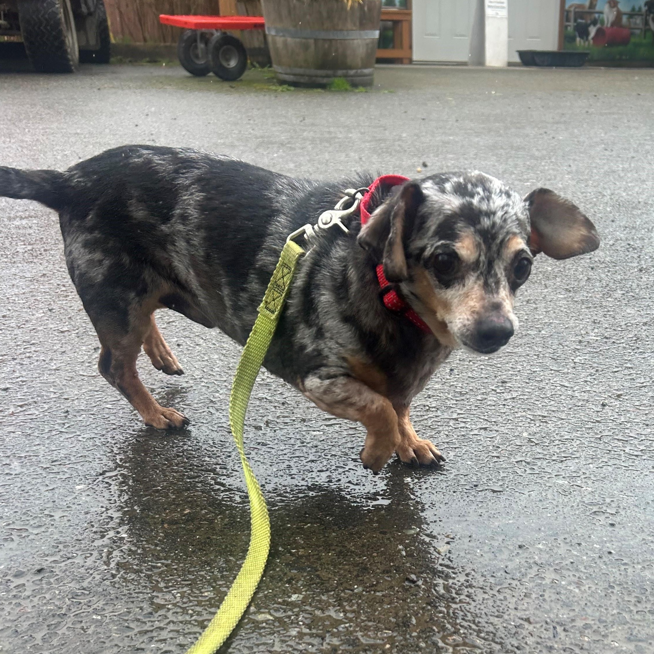 Enlarge Benito , an adopted Dachshund in Quilcene, WA image 4/6