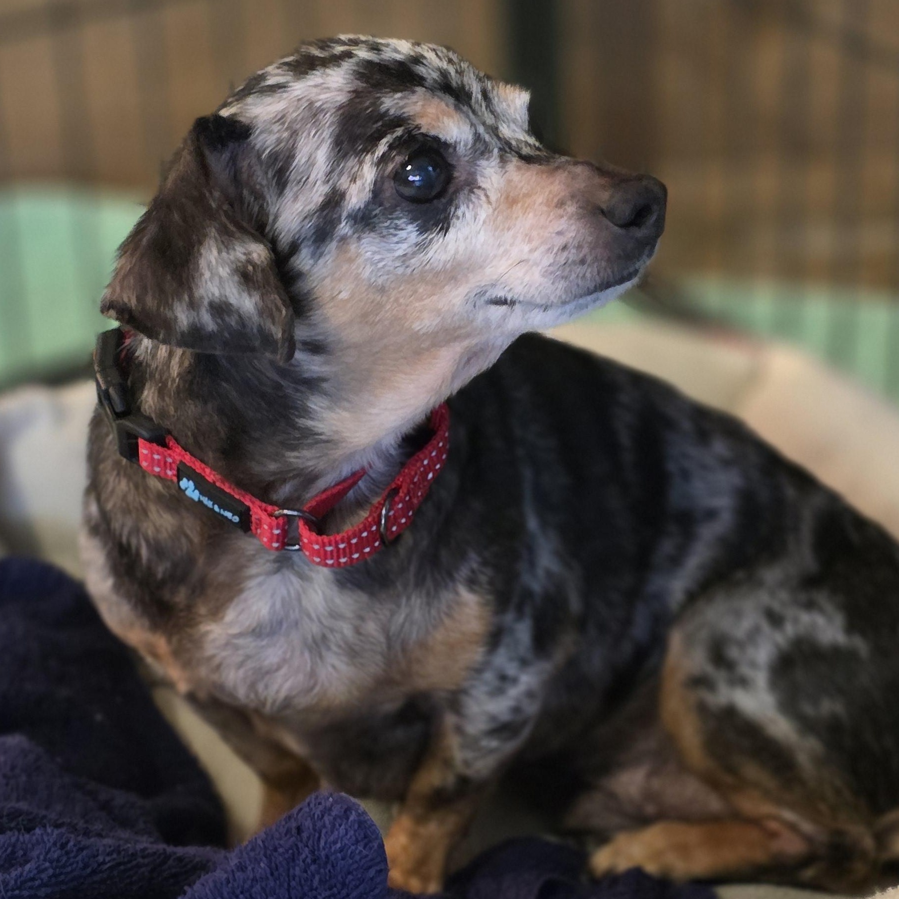 Enlarge Benito , an adopted Dachshund in Quilcene, WA image 1/6