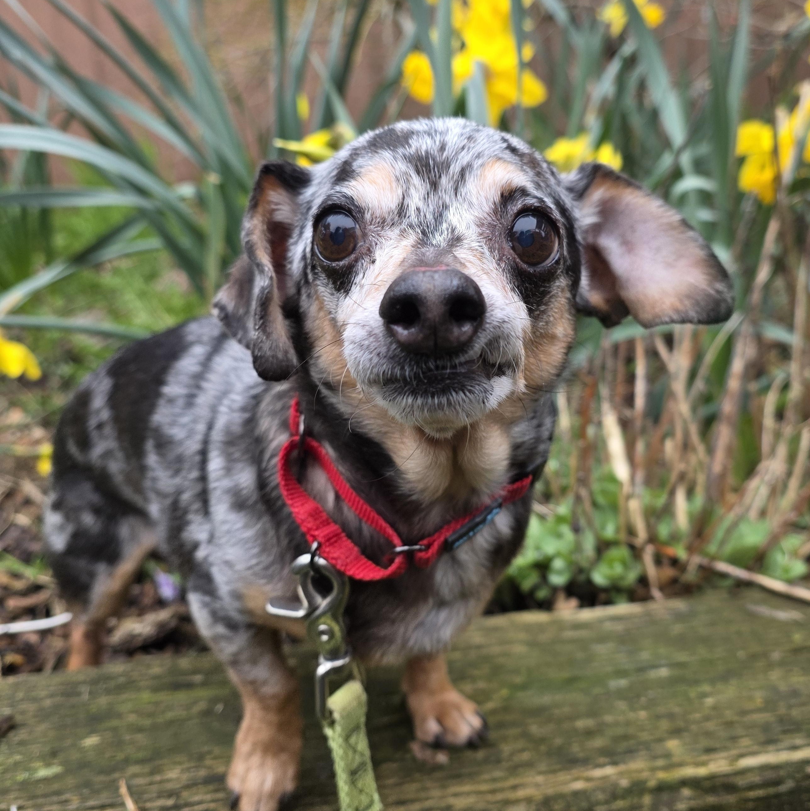 Enlarge Benito , an adopted Dachshund in Quilcene, WA image 2/6
