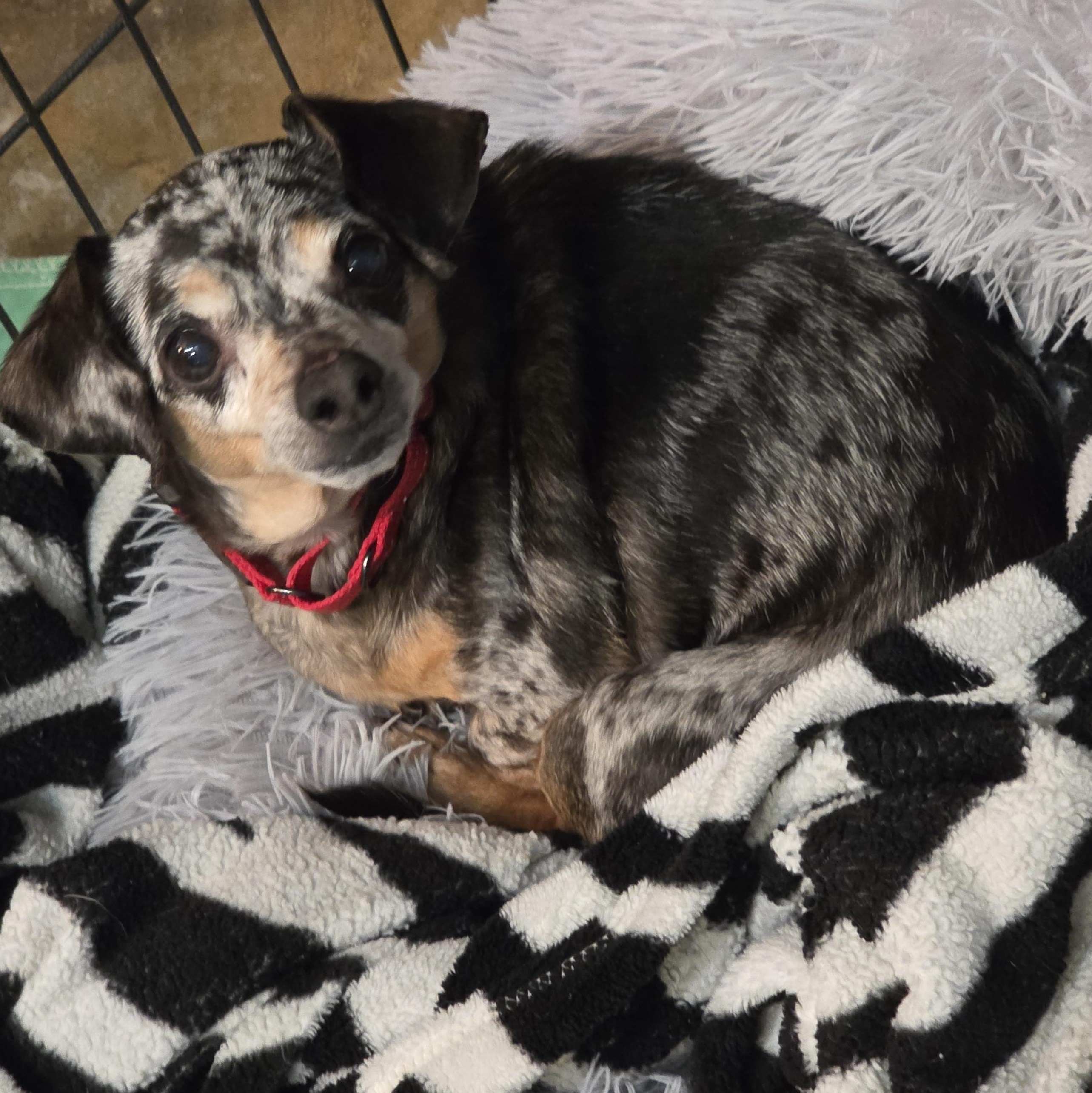 Enlarge Benito , an adopted Dachshund in Quilcene, WA image 3/6