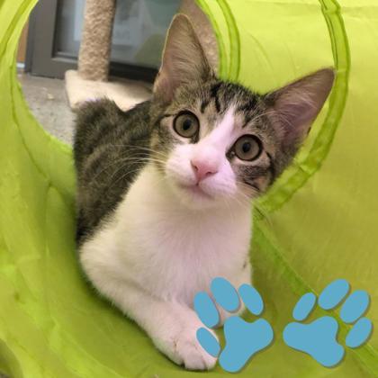 Enlarge Cinnamon Satin, a Adoptable mixed breed in Sacramento, CA image 1/4