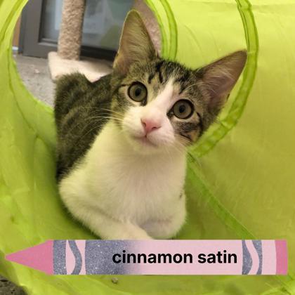 Enlarge Cinnamon Satin, a Adoptable mixed breed in Sacramento, CA image 2/4