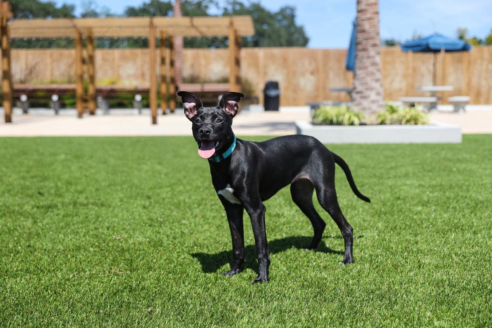 Dani, Adoptable, Young Female Mixed Breed.